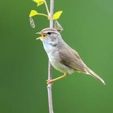 Image result for Phylloscopus schwarzi