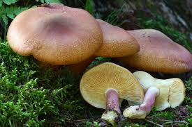 Attēlu rezultāti vaicājumam “Tricholomopsis rutilans”