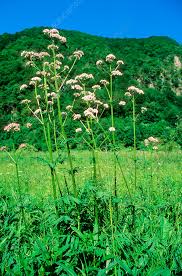 Attēlu rezultāti vaicājumam “Valeriana officinalis leaf”