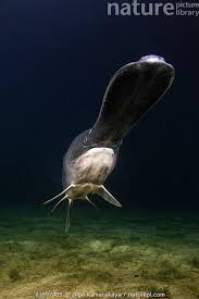 Image result for Polyodon spathula