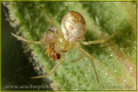 Attēlu rezultāti vaicājumam “Phylloneta sp.”