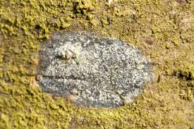 Attēlu rezultāti vaicājumam “Pertusaria amara”