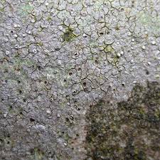 Attēlu rezultāti vaicājumam “Trapelia coarctata”