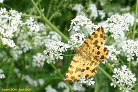 Attēlu rezultāti vaicājumam “Pseudopanthera macularia”