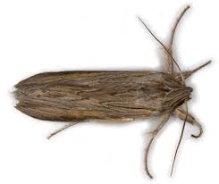 Attēlu rezultāti vaicājumam “Cucullia umbratica”