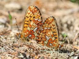 Attēlu rezultāti vaicājumam “Clossiana selene upperside”