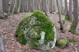 Attēlu rezultāti vaicājumam “Schistidium apocarpum young”