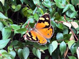 Attēlu rezultāti vaicājumam “Pieris napi male”