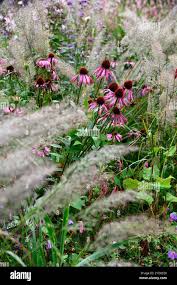 Attēlu rezultāti vaicājumam “Calamagrostis purpurea”