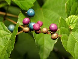 Attēlu rezultāti vaicājumam “Vitaceae”