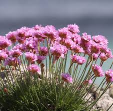 Image result for Grasnelke