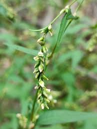 Attēlu rezultāti vaicājumam “Persicaria hydropiper”