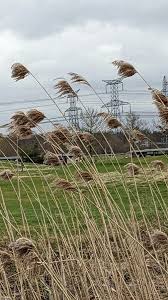 Attēlu rezultāti vaicājumam “Phragmites communis”