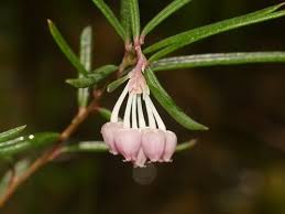 Attēlu rezultāti vaicājumam “Andromeda polifolia fruit”