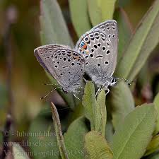 Attēlu rezultāti vaicājumam “Vacciniina optilete”