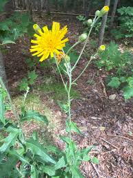 Attēlu rezultāti vaicājumam “Hieracium laevigatum”