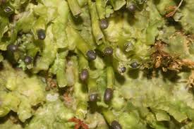 Attēlu rezultāti vaicājumam “Radula complanata sporophyte”