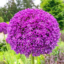 Attēlu rezultāti vaicājumam “Allium cepa flower”