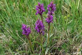 Attēlu rezultāti vaicājumam “Dactylorhiza majalis subsp. baltica flower”