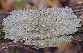 Attēlu rezultāti vaicājumam “Flavoparmelia caperata”