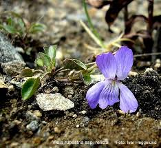 Attēlu rezultāti vaicājumam “Viola rupestris”