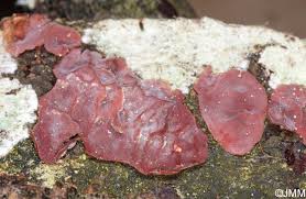 Attēlu rezultāti vaicājumam “Cytidia salicina”