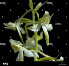 Attēlu rezultāti vaicājumam “Listera ovata bud”