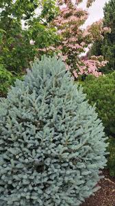 Attēlu rezultāti vaicājumam “Picea abies fo. virgata leaf”