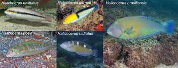 Image result for Halichoeres radiatus