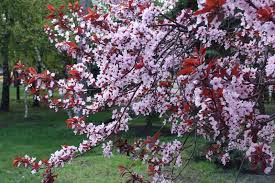 Attēlu rezultāti vaicājumam “Prunus (plum-tree)”