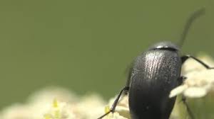 Attēlu rezultāti vaicājumam “Byturidae”