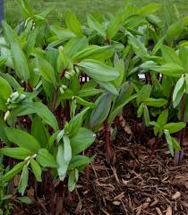 Attēlu rezultāti vaicājumam “Polygonatum odoratum”