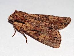 Attēlu rezultāti vaicājumam “Apamea epomidion”