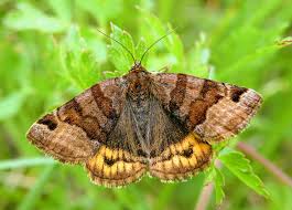 Attēlu rezultāti vaicājumam “Euclidia glyphica”