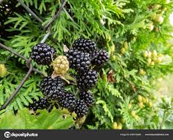 Attēlu rezultāti vaicājumam “Rubus caesius fruit”