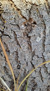 Attēlu rezultāti vaicājumam “Alyxoria varia”