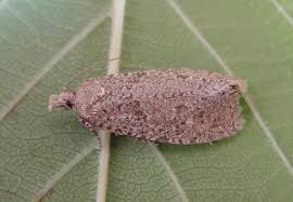 Attēlu rezultāti vaicājumam “Epiblema grandaevana”