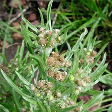 Attēlu rezultāti vaicājumam “Gnaphalium sylvaticum bud”