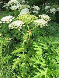 Attēlu rezultāti vaicājumam “Heracleum sosnowskyi leaf”