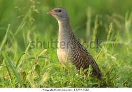 Image result for Crex crex