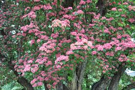 Attēlu rezultāti vaicājumam “Crataegus laevigata leaf”