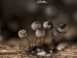 Attēlu rezultāti vaicājumam “Collaria arcyrionema spores”