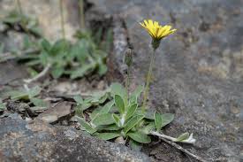 Attēlu rezultāti vaicājumam “Pilosella officinarum”