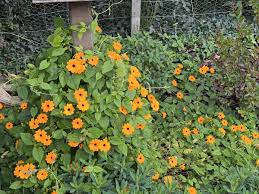 Image result for schwarzäugige Susanne