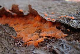 Attēlu rezultāti vaicājumam “Phlebia radiata”