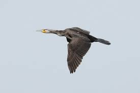 Image result for Phalacrocorax carbo