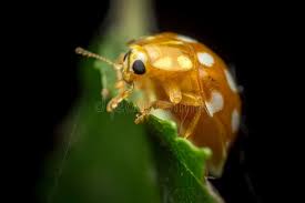 Attēlu rezultāti vaicājumam “Halyzia sedecimguttata”