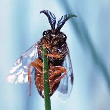 Attēlu rezultāti vaicājumam “Diprion pini male”