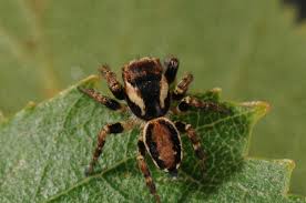 Attēlu rezultāti vaicājumam “Evarcha falcata male”