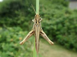 Attēlu rezultāti vaicājumam “Chortippus sp.”